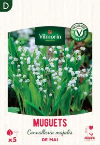 Muguet Convallaria Majalis 